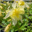Columbine, Earlybird™ Yellow Columbine