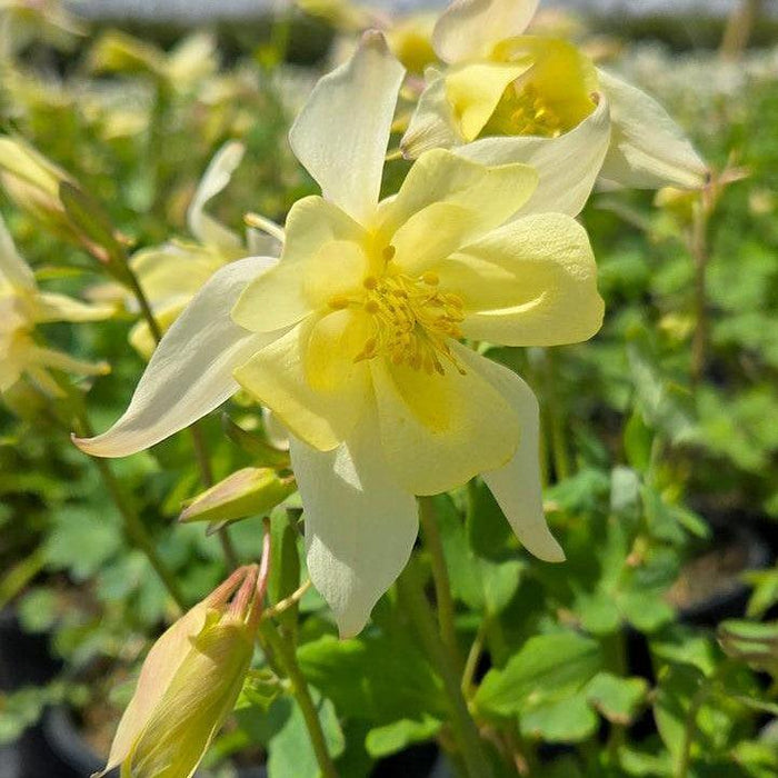 Columbine, Earlybird™ Yellow Columbine