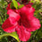 Azalea, Johanna Azalea