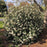 Viburnum, Leatherleaf Viburnum