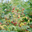 Rubus idaeus 'Caroline' PP10412  - Caroline Raspberry