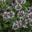 Bachelor's Button, Amethyst in Snow Bachelor Button