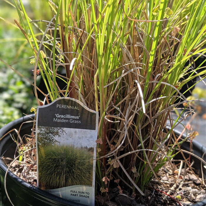 Grass, Maiden Grass