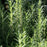 Rosemary, Arp Rosemary