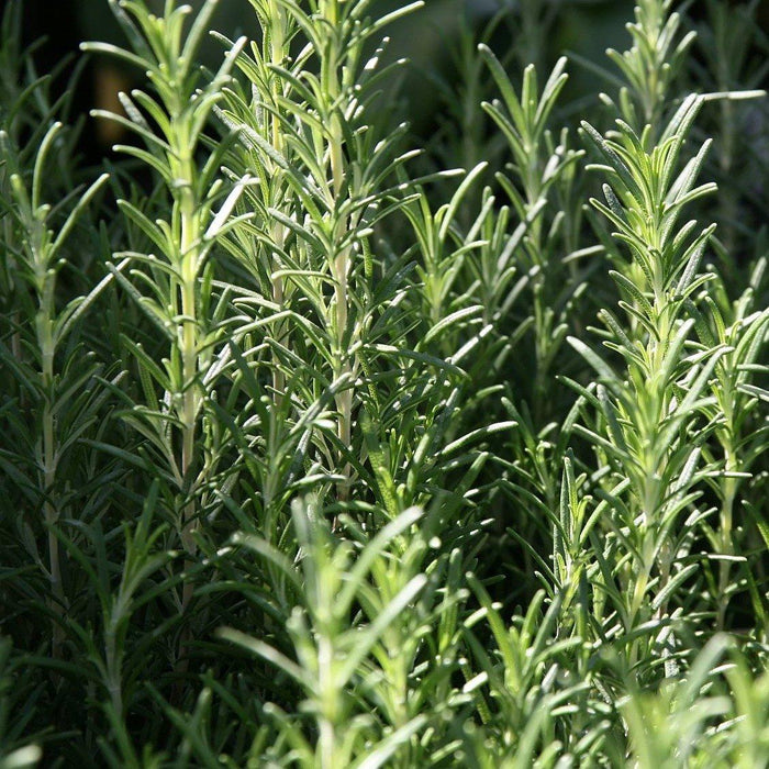 Rosemary, Arp Rosemary