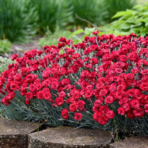 Dianthus, Fruit Punch® Maraschino Dianthus