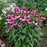 Coneflower, Color Coded® The Fuchsia is Bright Echinacea