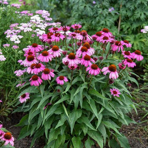 Coneflower, Color Coded® The Fuchsia is Bright Echinacea