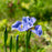 Iris, Cape Cod Boys Siberian Iris