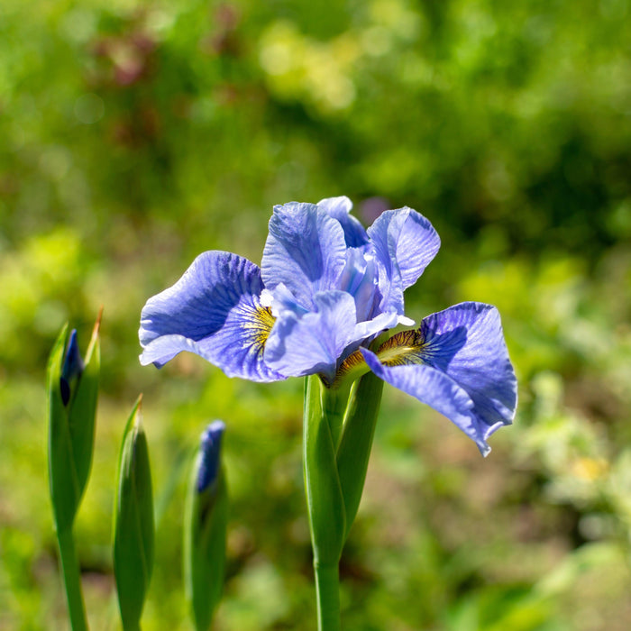 Iris, Cape Cod Boys Siberian Iris