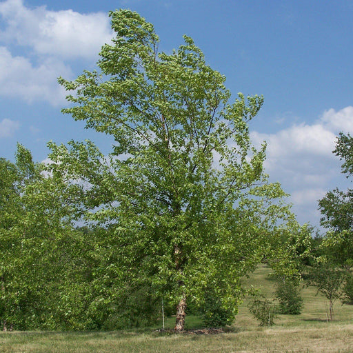 Birch, River Birch