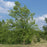 Birch, River Birch