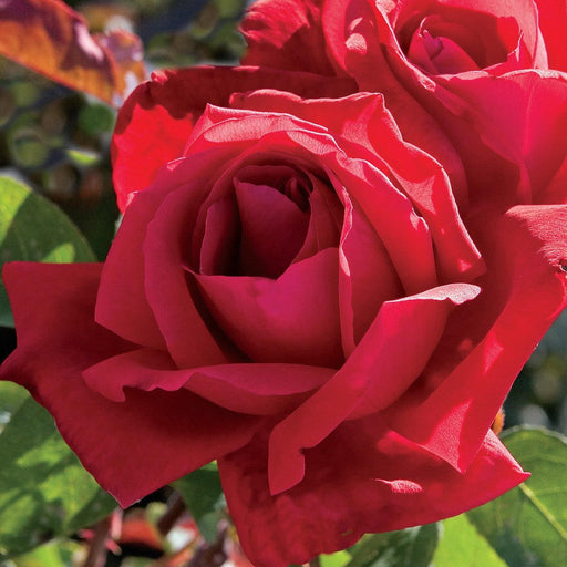 Rose, Chrysler Imperial Rose