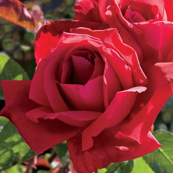 Rose, Chrysler Imperial Rose