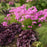 Phlox, Opening Act Ultrapink Phlox