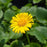 Leopard's Bane, Leonardo™ Compact Leopard's Bane