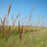 Grass, Big Bluestem