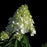 Hydrangea, First Editions® Little Hottie® Hydrangea