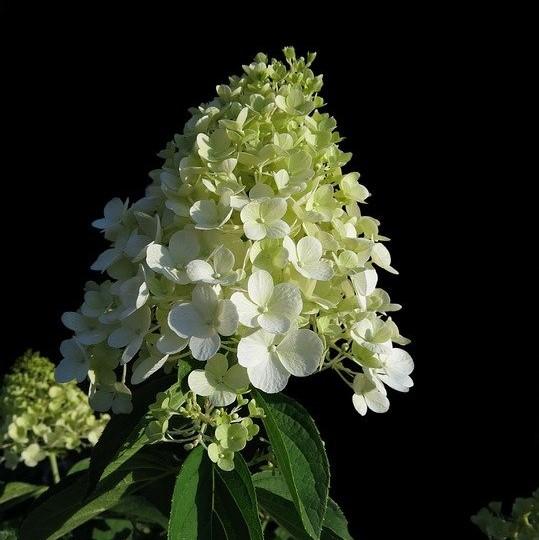 Hydrangea, First Editions® Little Hottie® Hydrangea