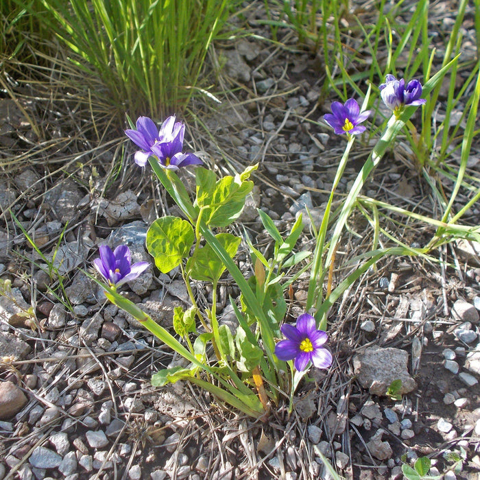 Grass, Lucerne Blue-Eyed Grass