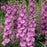 Delphinium, Delgenius™ Chantay Delphinium