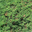 Juniper, Japanese Garden Juniper