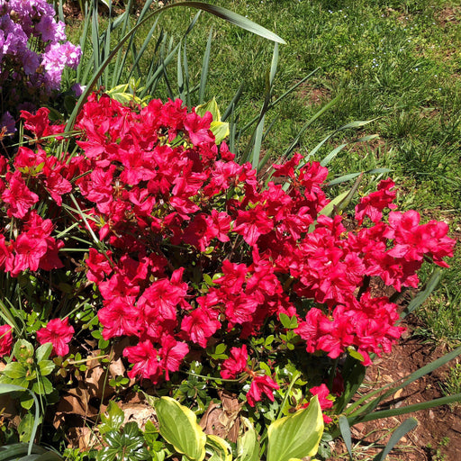 Azalea, Johanna Azalea