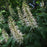 Buckeye, Buckeye Bottlebrush