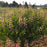 Baptisia, PW® Decadence® Deluxe Pink Lemonade False Indigo