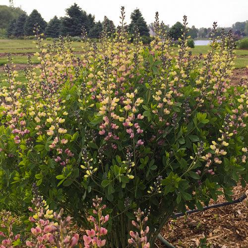 Baptisia, PW® Decadence® Deluxe Pink Lemonade False Indigo