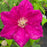 Clematis, Rouge Cardinal Clematis