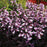 Beardtongue, Dakota Burgundy Beardtongue