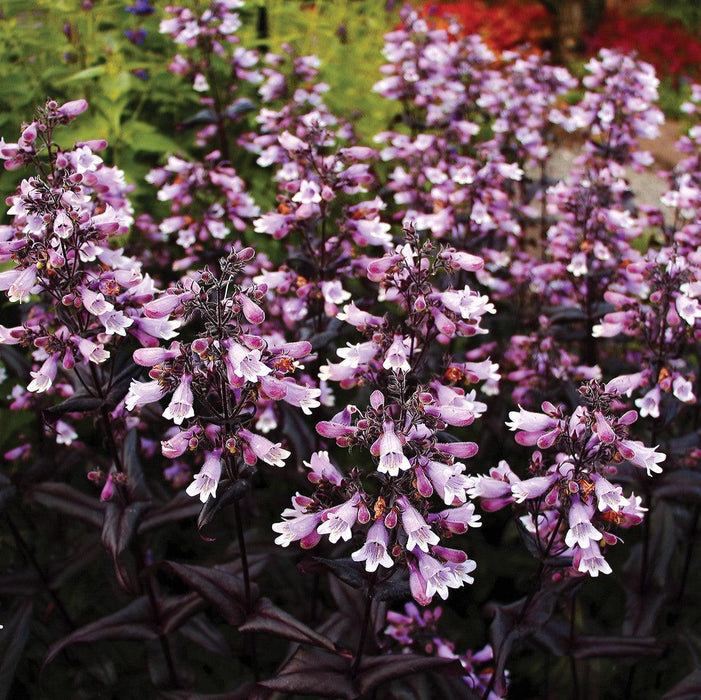 Beardtongue, Dakota Burgundy Beardtongue