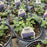 Catmint, Cat's Pajamas Catmint