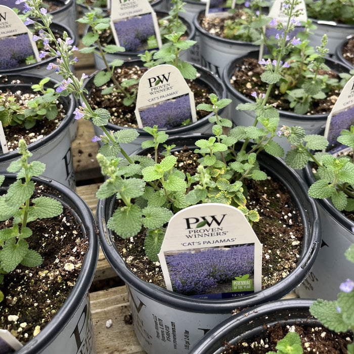 Catmint, Cat's Pajamas Catmint