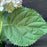 Hydrangea, Invincibelle® Wee White Smooth Hydrangea