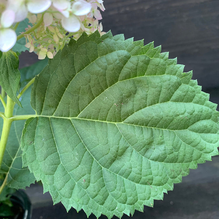 Hydrangea, Invincibelle® Wee White Smooth Hydrangea