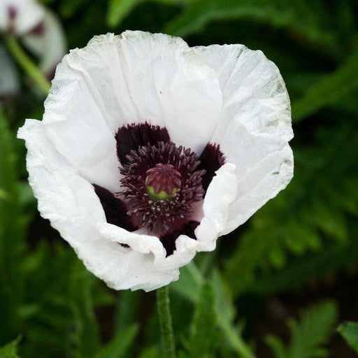 Papaver orientalis 'Royal Wedding'  - Royal Wedding Poppies
