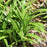 Grass, Monroe White Lilyturf
