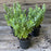 Sedum spectabile 'Autumn Joy'  - Autumn Joy Stonecrop