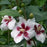 Hibiscus, PW® Lil' Kim® Hibiscus
