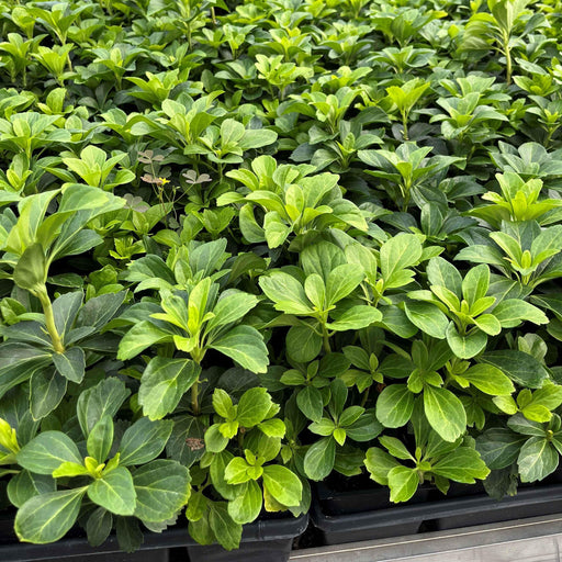 Pachysandra terminalis  - Japanese Spurge
