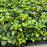 Spurge, Japanese Spurge