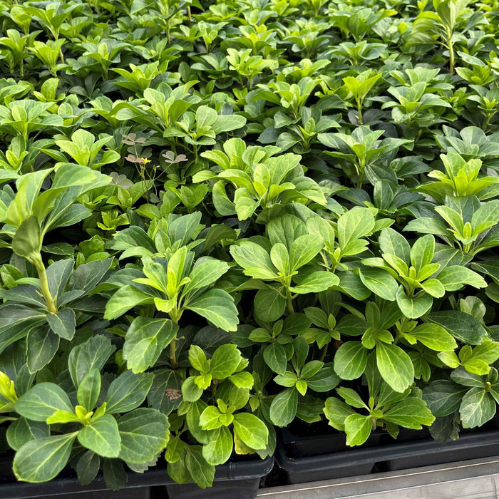 Spurge, Japanese Spurge