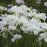 Iris, Swans In Flight Siberian Iris
