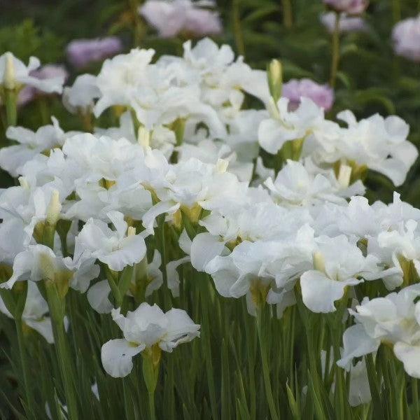 Iris, Swans In Flight Siberian Iris