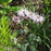 Bee Balm, Eastern Bee Balm
