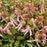 Bellflower, Pink Octopus Bellflower