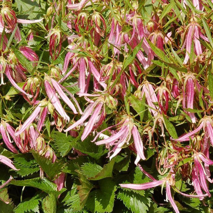 Bellflower, Pink Octopus Bellflower