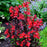 Cardinal Flower, Starship™ Scarlet Cardinal Flower